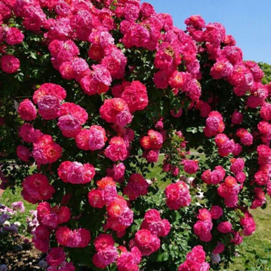 Elegant Climbing Rose Flower Seeds - Femme Bazaar