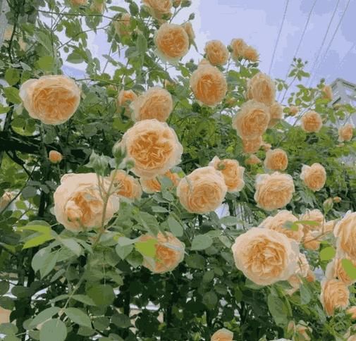 Elegant Climbing Rose Flower Seeds - Femme Bazaar