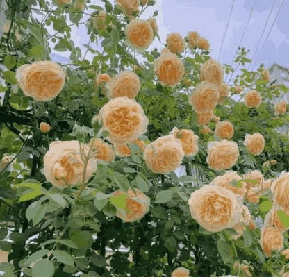 Elegant Climbing Rose Flower Seeds - Femme Bazaar