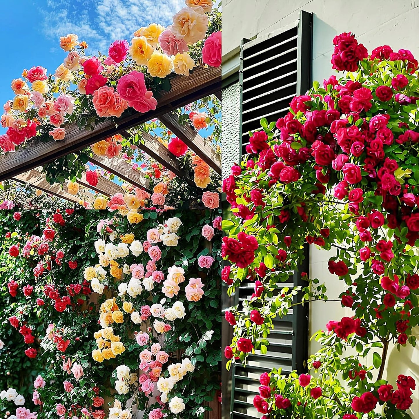 EverBloom™ Climbing Rose Seeds (60+ Multicolour seeds)