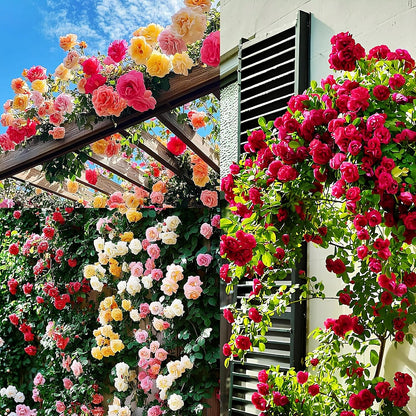 EverBloom™ Climbing Rose Seeds (60+ Multicolour seeds)