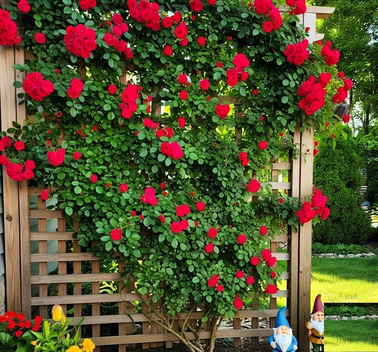 EverBloom™ Climbing Rose Seeds (60+ Multicolour seeds)
