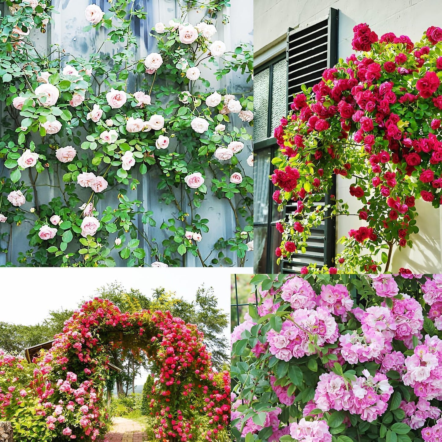 EverBloom™ Climbing Rose Seeds (60+ Multicolour seeds)