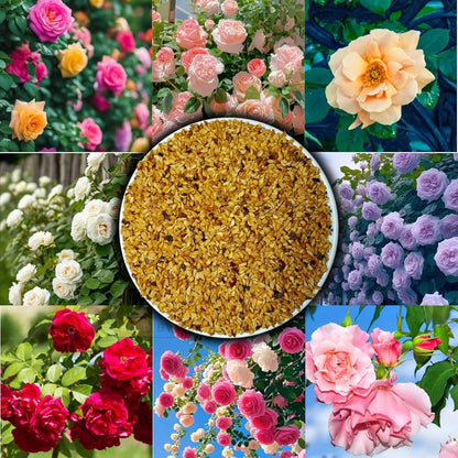 EverBloom™ Climbing Rose Seeds (60+ Multicolour seeds)